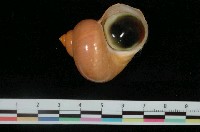 藏品(芮氏蠑螺)的圖片